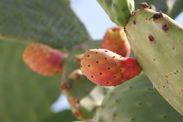 prickly pear cactus