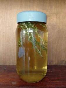 bebida-de-probioticos-de-romero